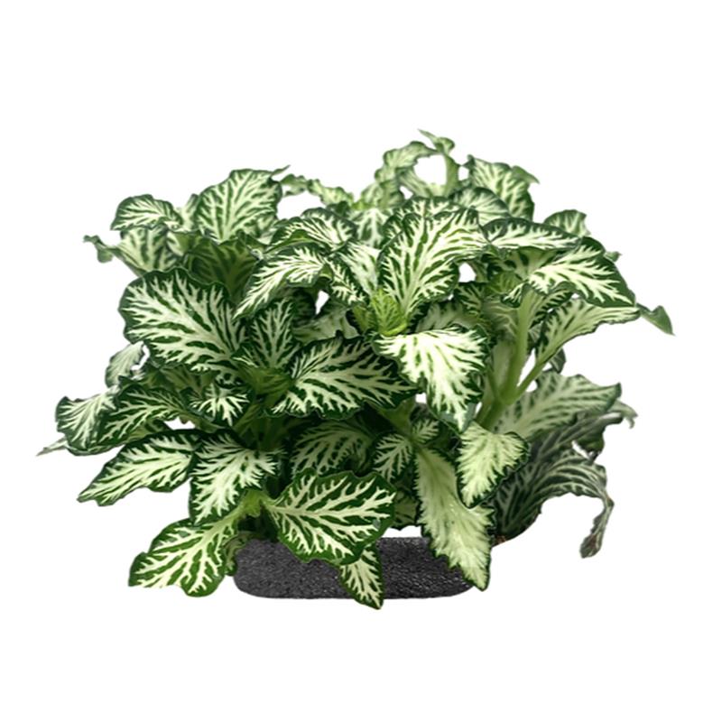 Planta terariu WIO "Nerve Plant 'Minima White Nerve' - imagine 3